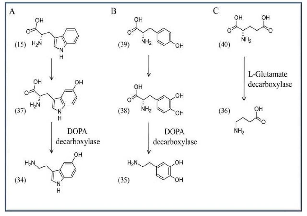 Neurotransmitter