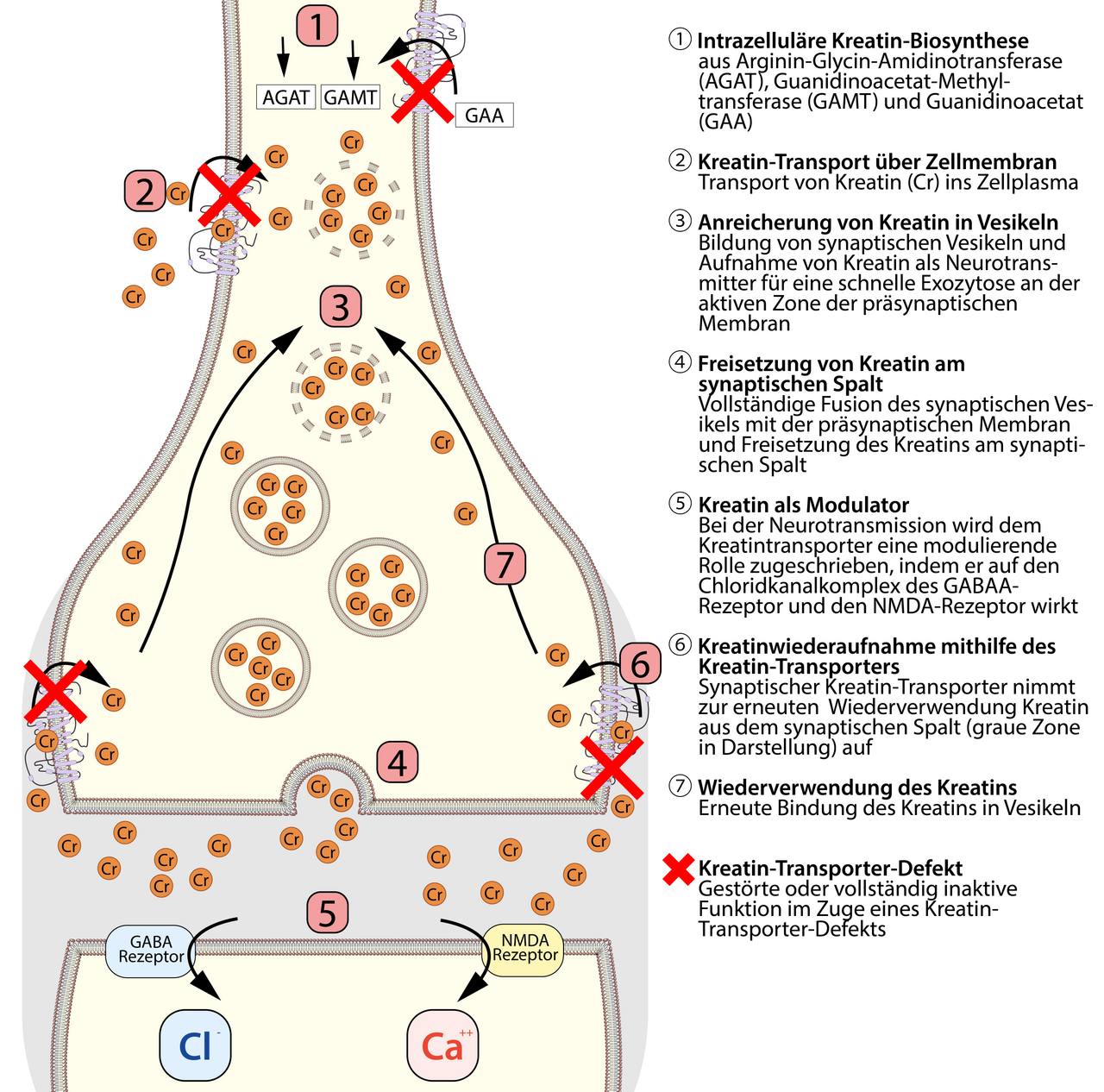 Neurotransmitter