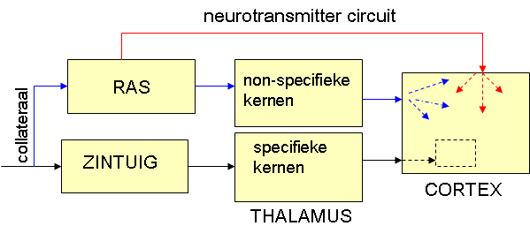 Neurotransmitter
