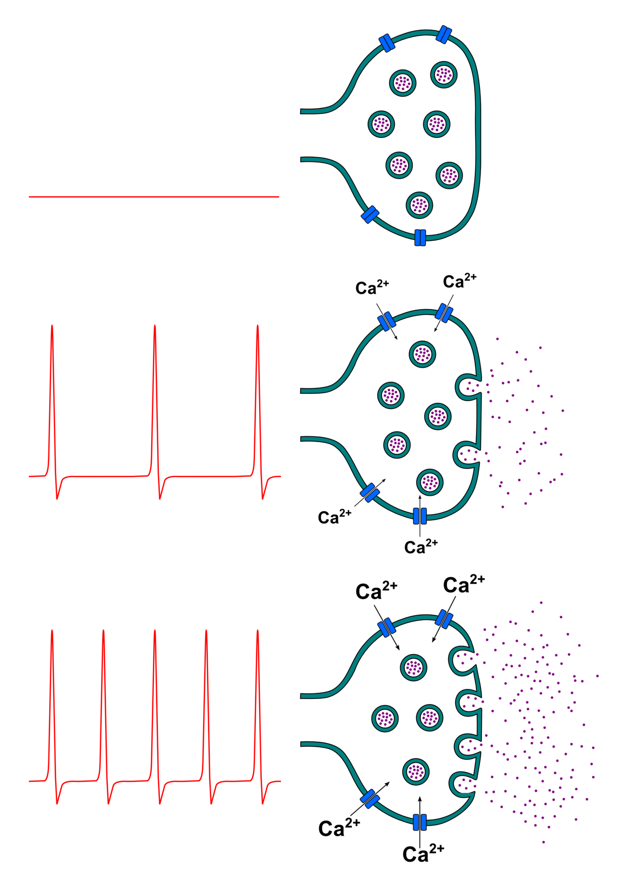 Neurotransmitter
