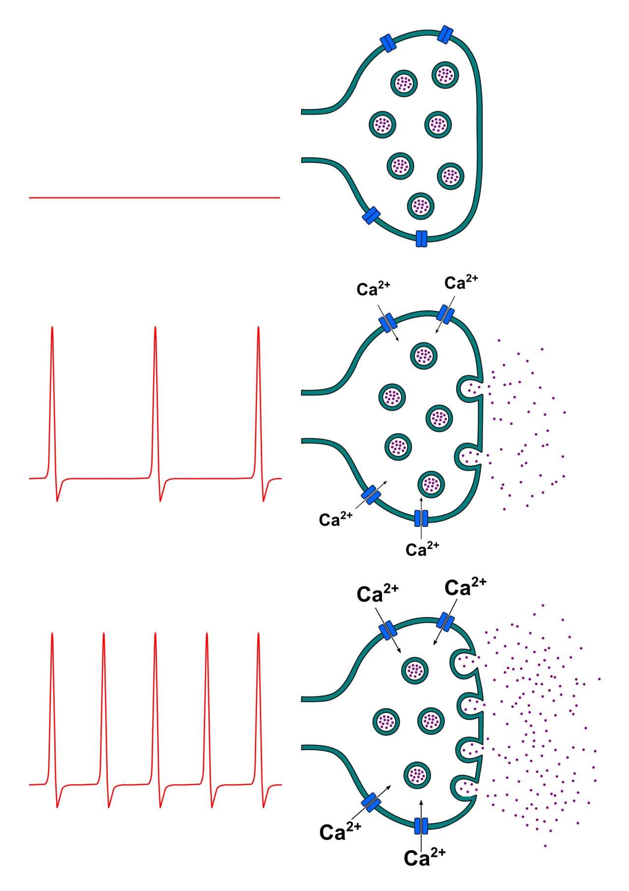 Neurotransmitter