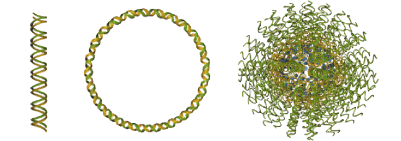Nucleic acid