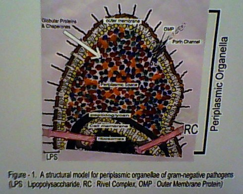 Organelle