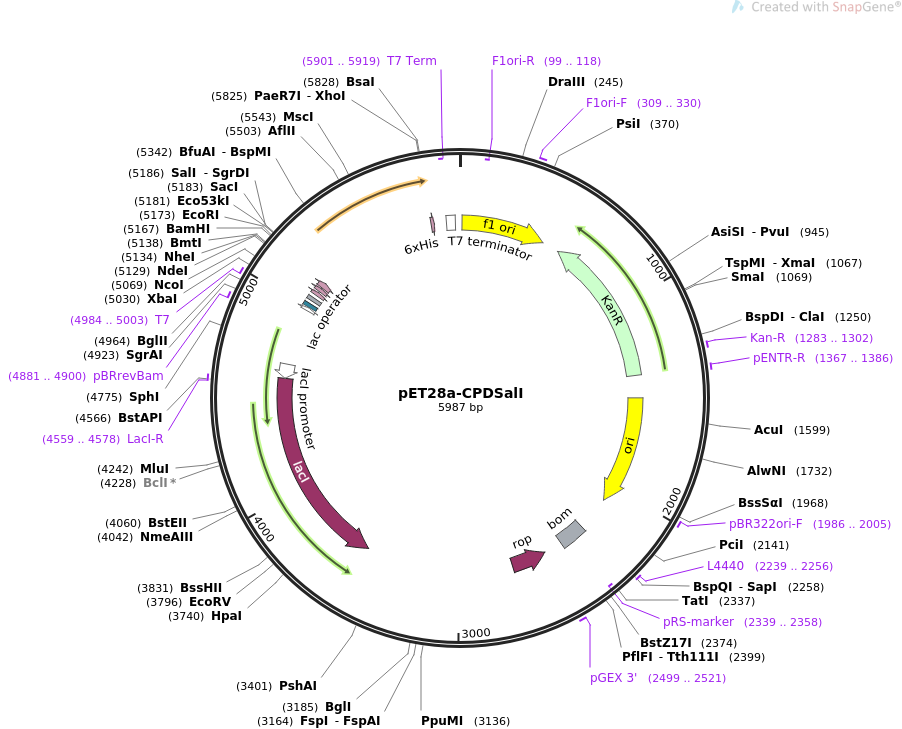 Plasmid