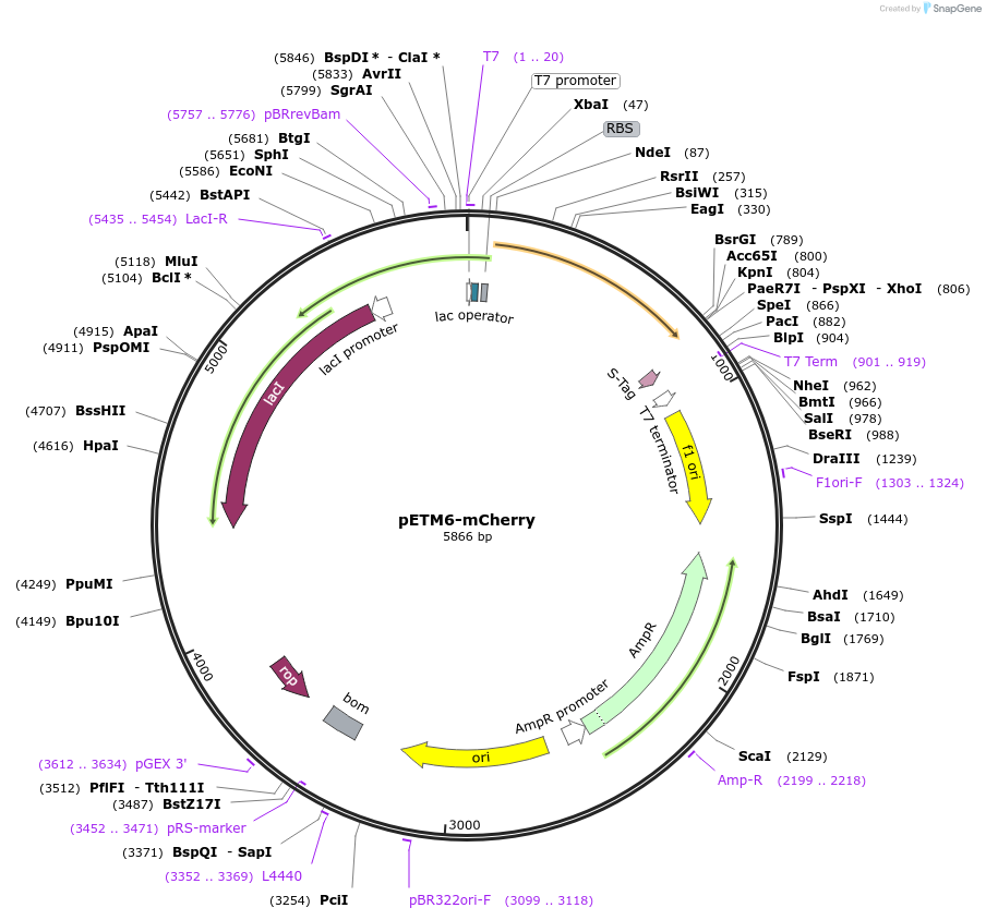 Plasmid