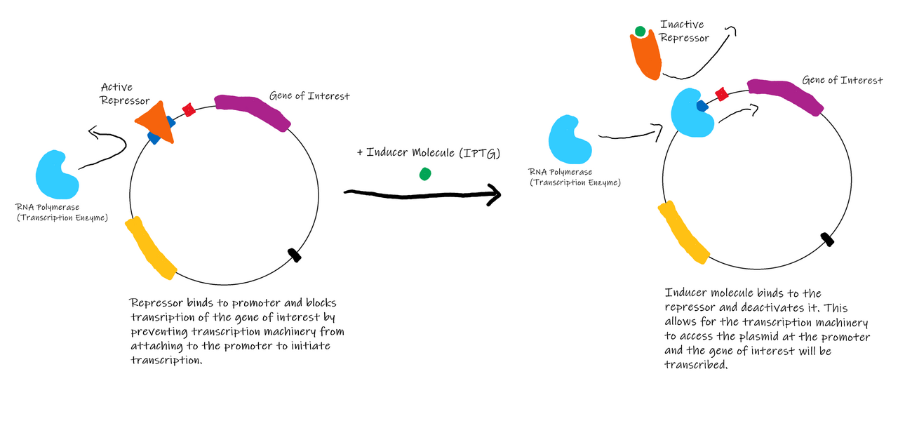 Plasmid