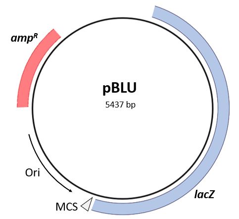 Plasmid