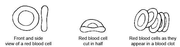 Red blood cell