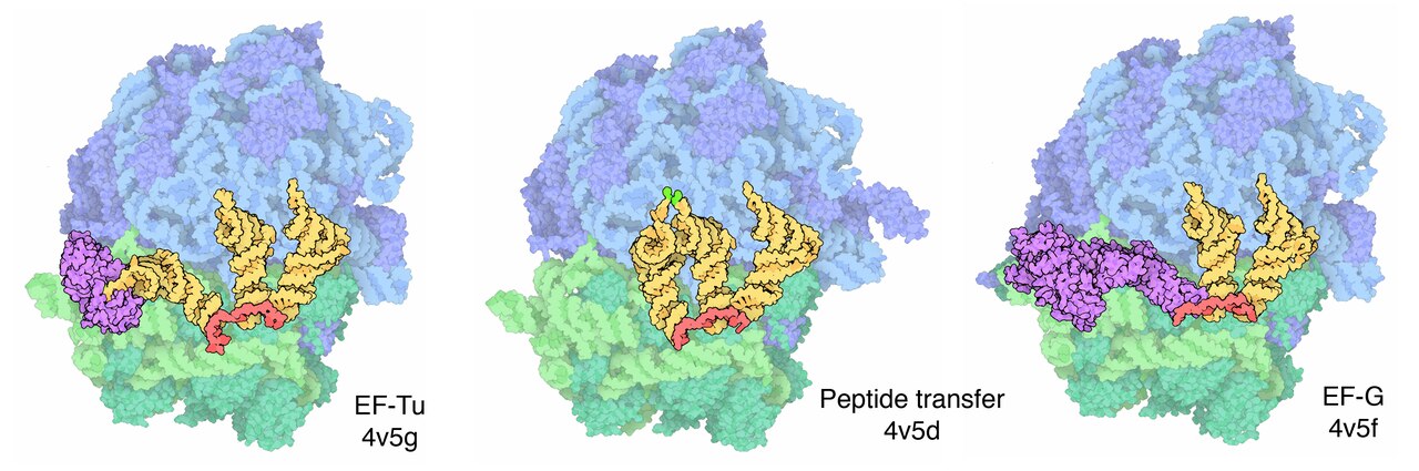 Ribosome