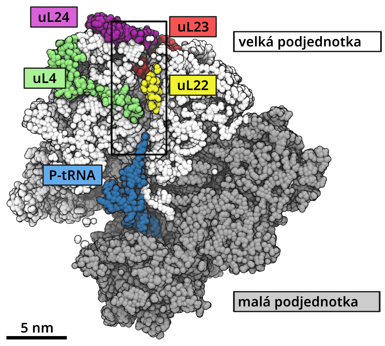Ribosome