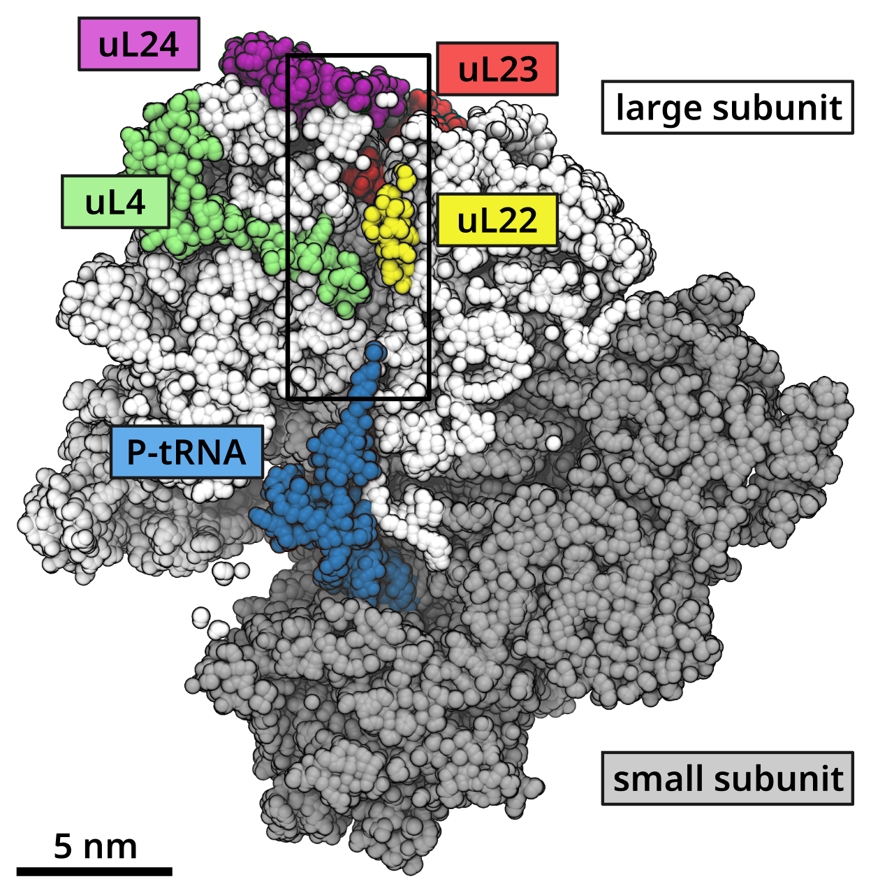 Ribosome