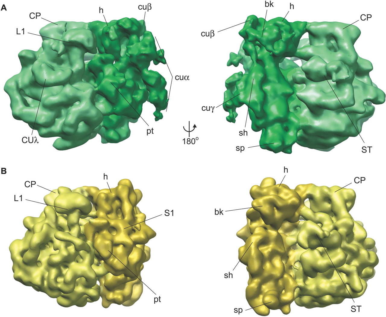 Ribosome