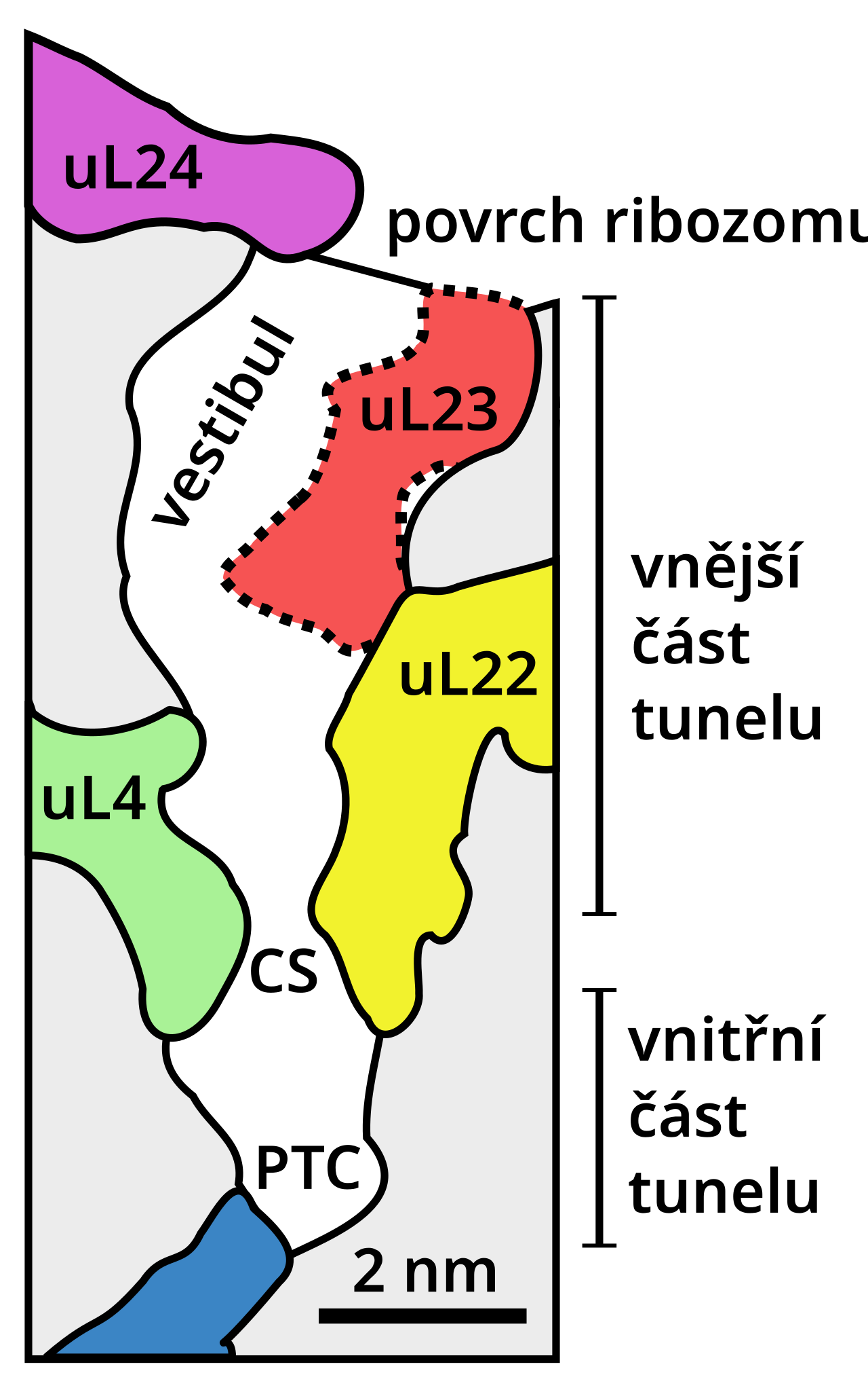 Ribosome