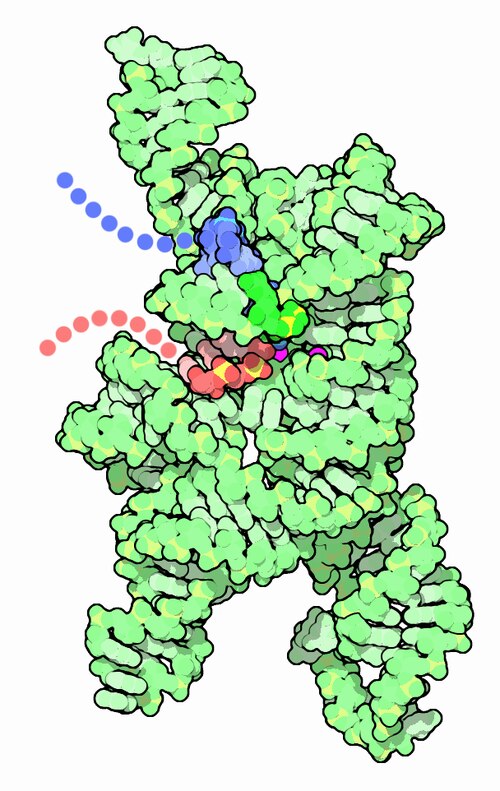 RNA