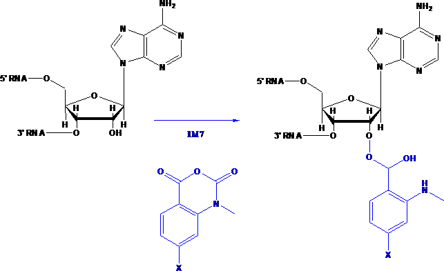 RNA