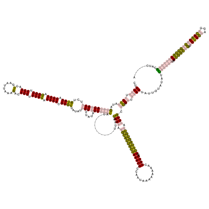 RNA