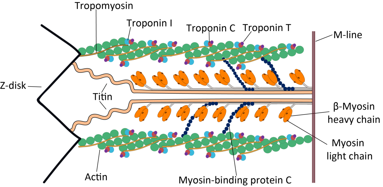 Sarcomere