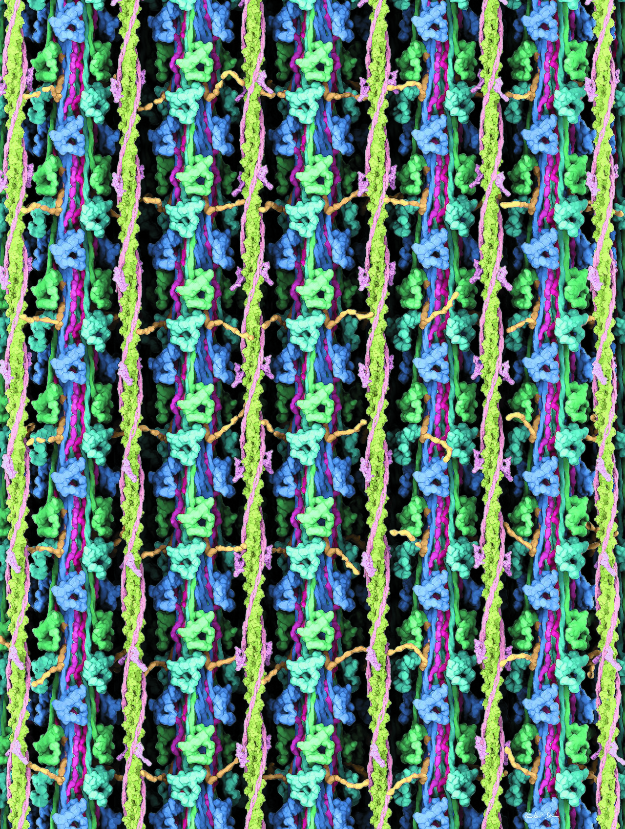 Sarcomere