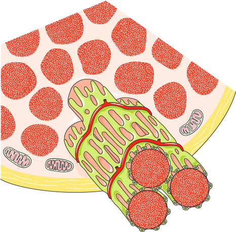 Sarcomere