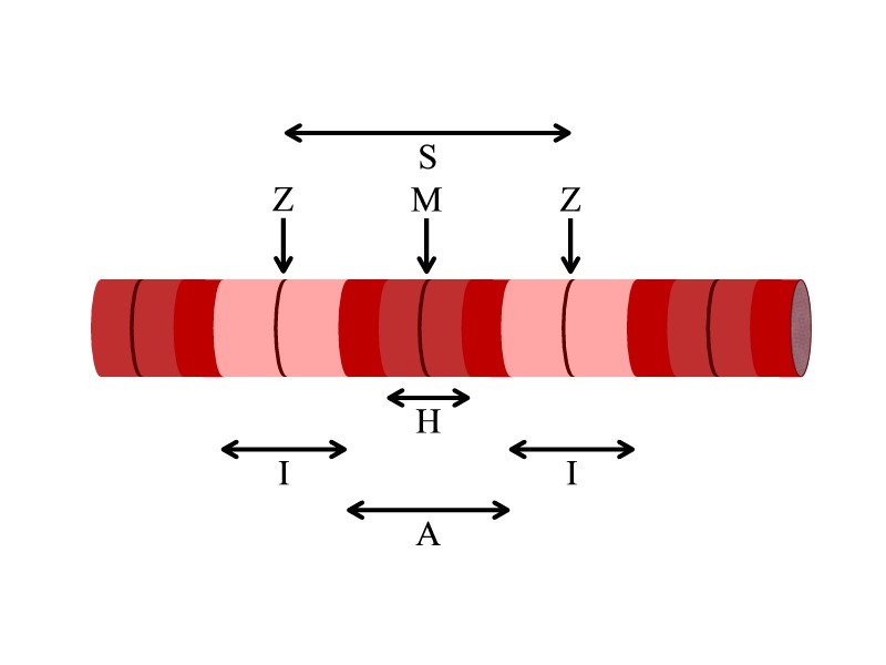Sarcomere