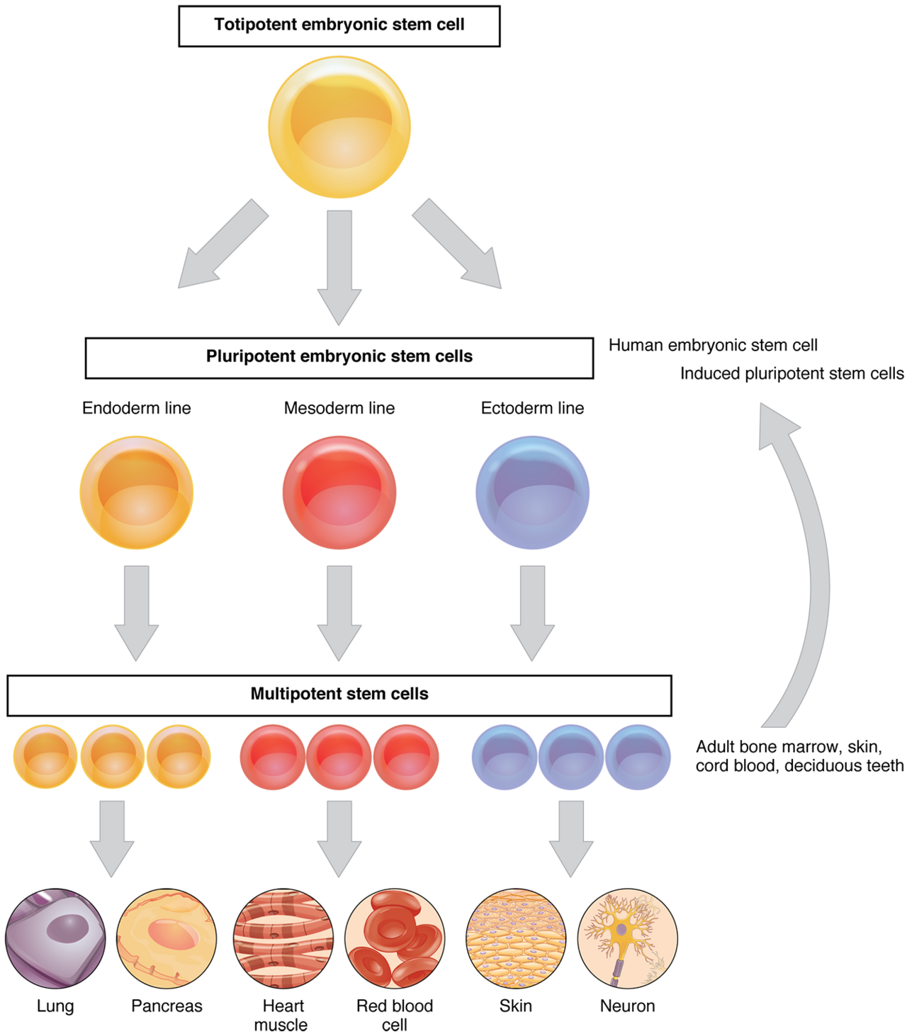 Stem cell