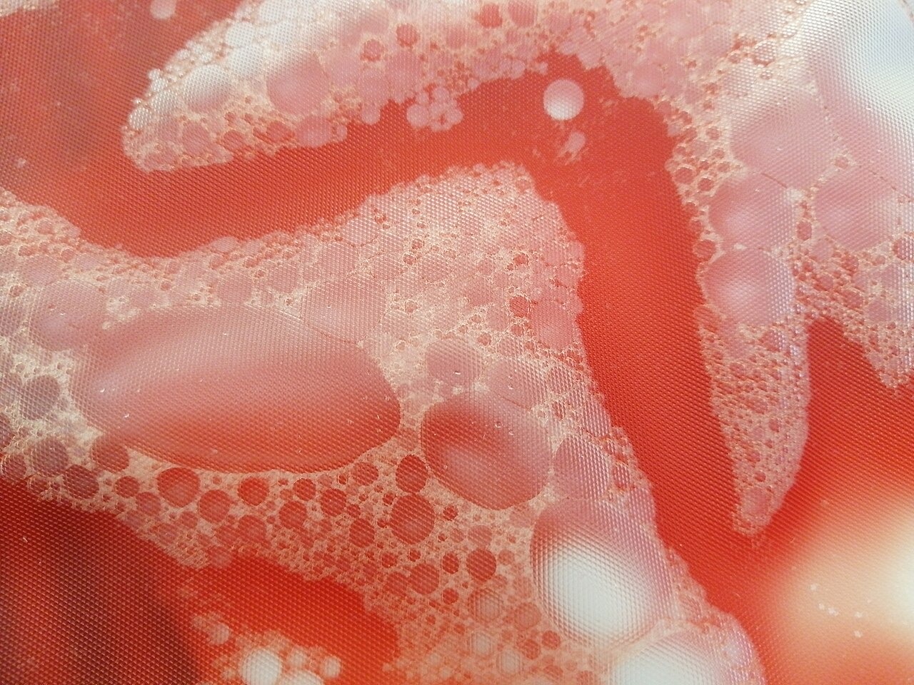 Stem cell
