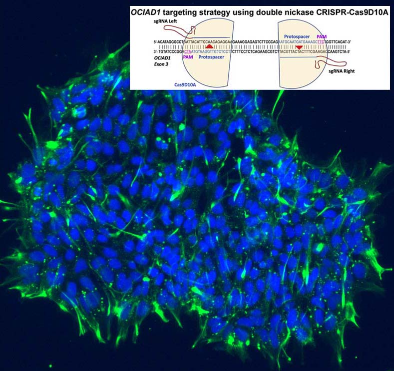 Stem cell