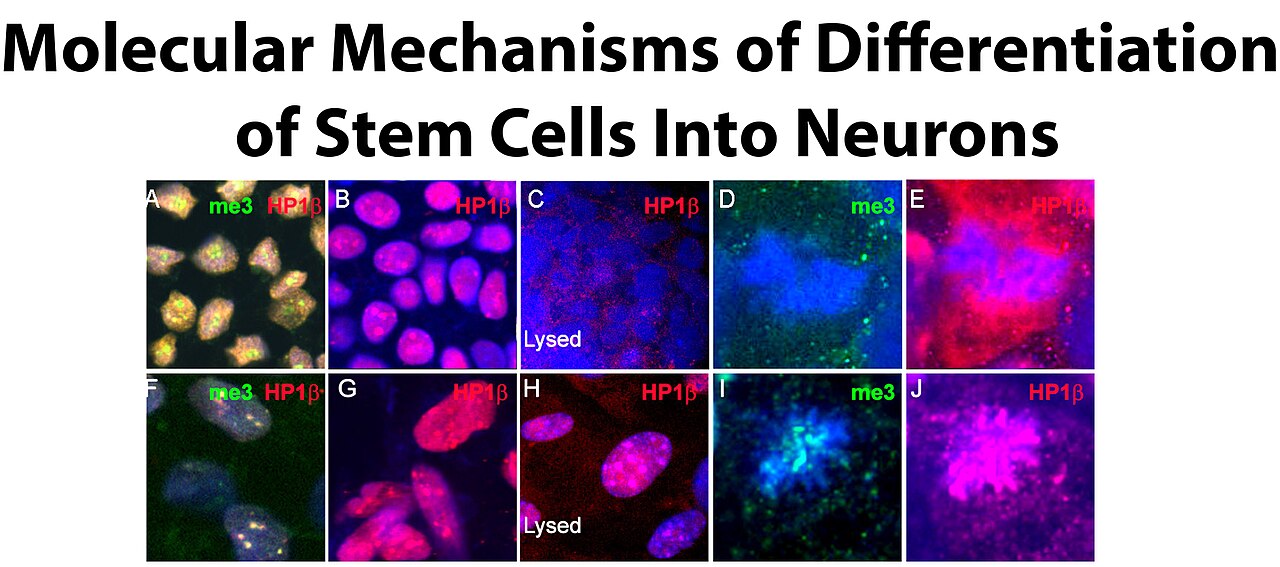 Stem cell