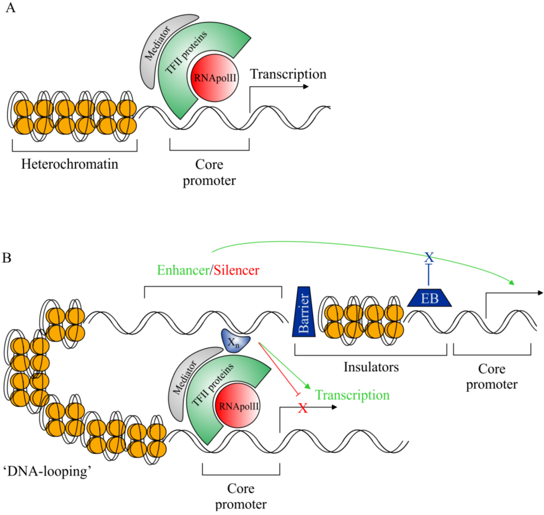 Transcription (biology)