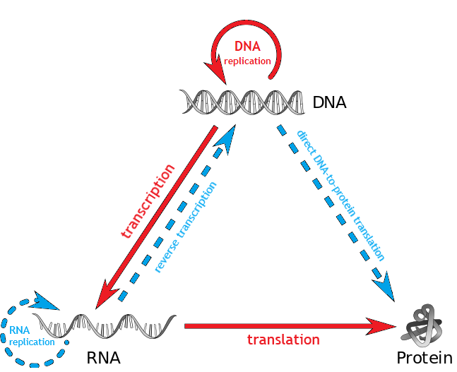 Transcription (biology)