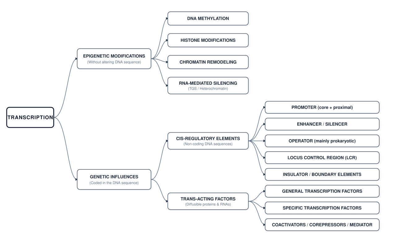 Transcription (biology)