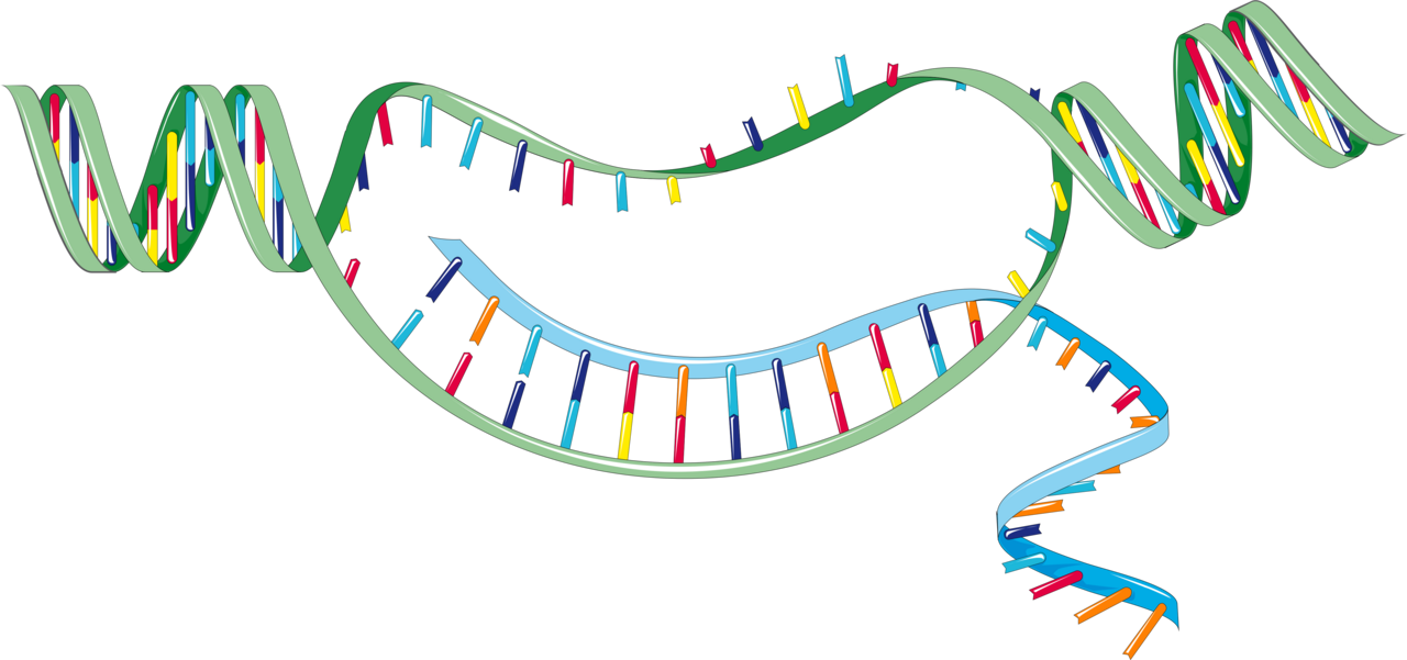 Transcription (biology)