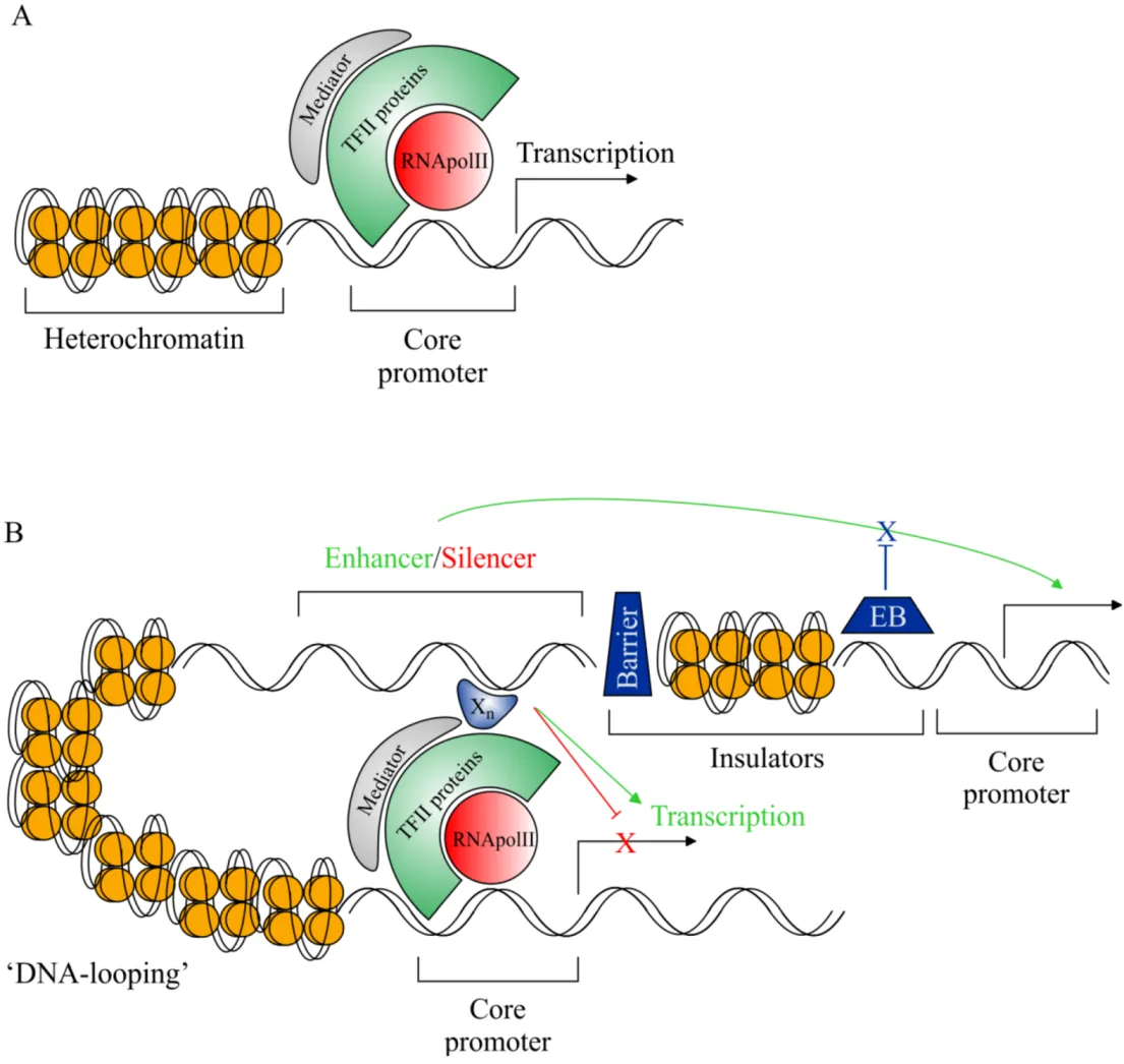 Transcription (biology)